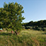 Bay Zdrilca